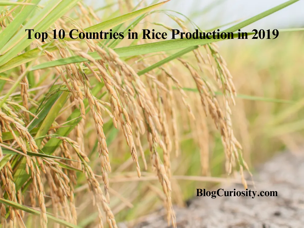 Top 10 Countries in Rice Production in 2019