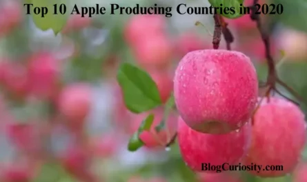 Top 10 Apple Producing Countries in 2020