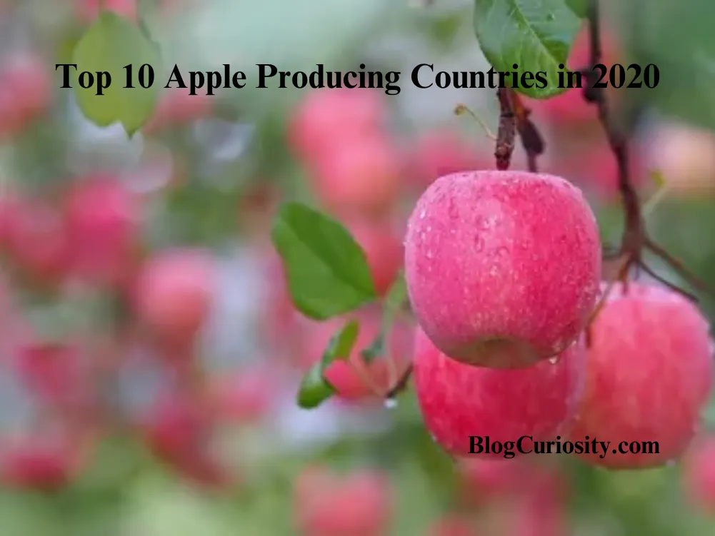 Top 10 Apple Producing Countries in 2020