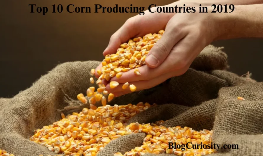 Top 10 Corn Producing Countries in 2019
