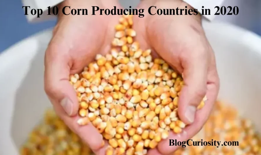 Top 10 Corn Producing Countries in 2020