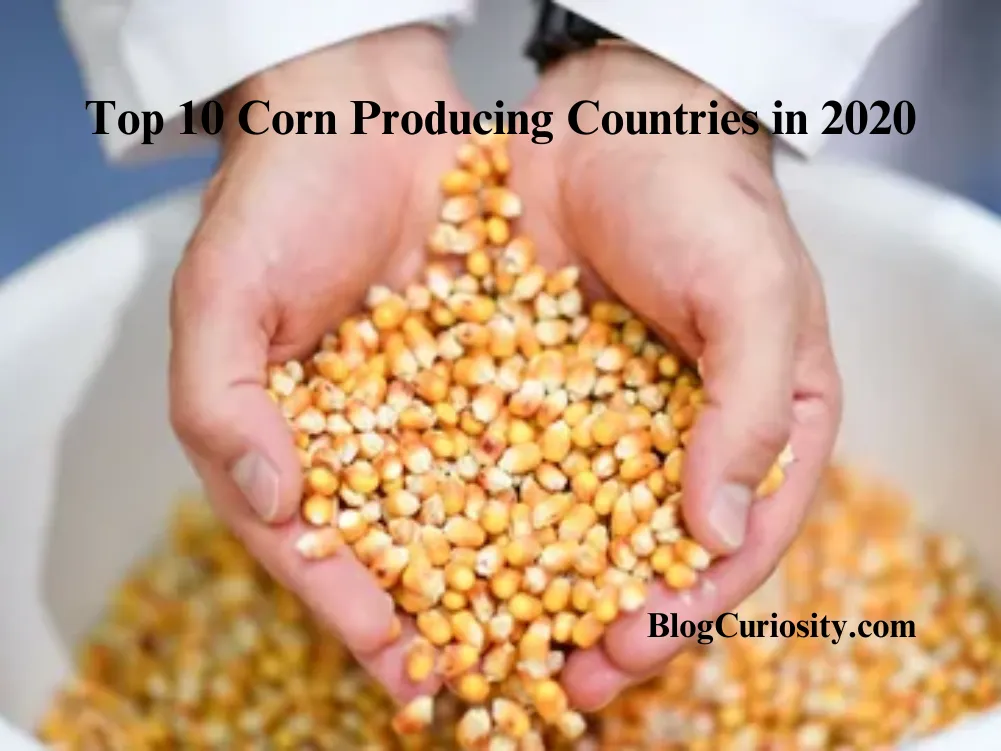 Top 10 Corn Producing Countries in 2020