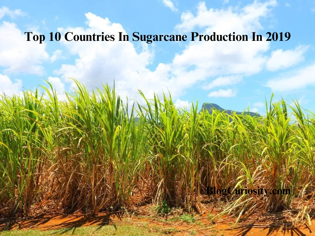 Top 10 Countries In Sugarcane Production In 2019