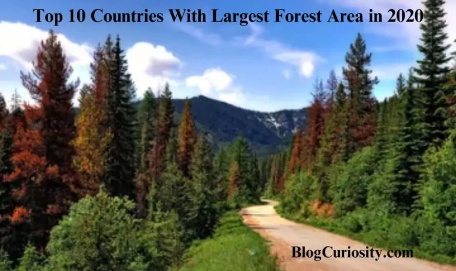 Top 10 Countries with Largest Forest Area in 2020