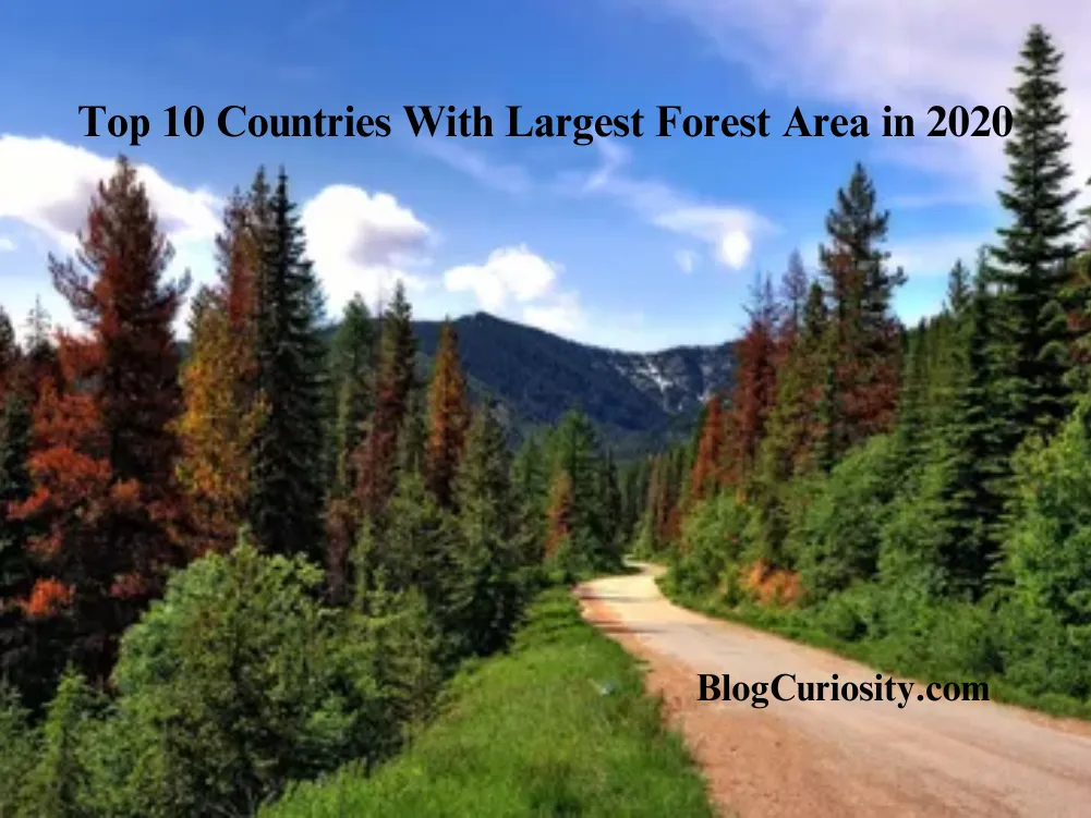 Top 10 Countries With Largest Forest Area in 2020