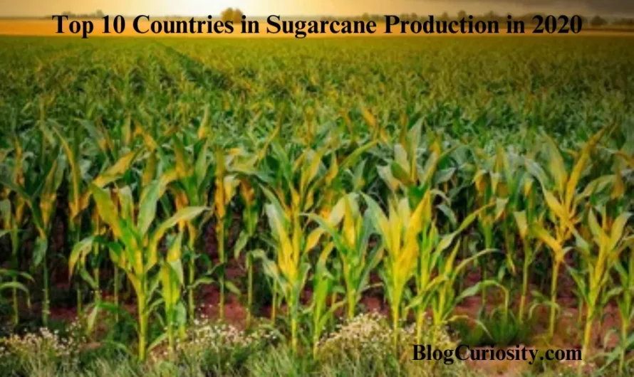 Top 10 Countries in Sugarcane Production in 2020