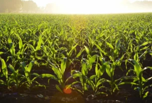 production of corn