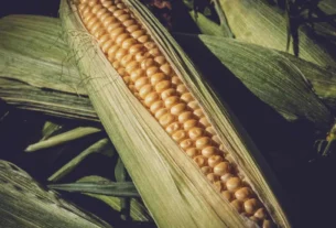 production of corn